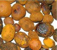 cow Gallstones For Sale