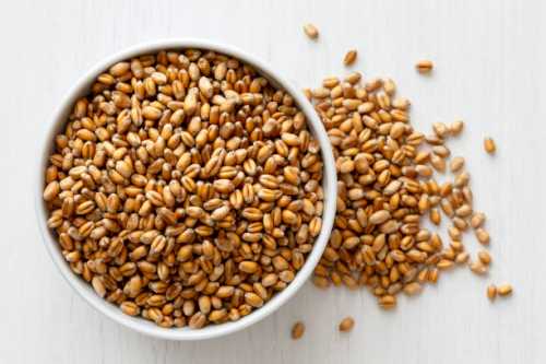 Hard White Wheat